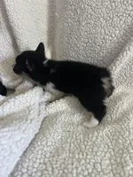 F1 June , a female Cardigan Welsh Corgi and Pembroke Welsh Corgi for sale in Waynesburg, KY – 2 of 3
