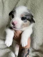 M1 Dusty, a male Cardigan Welsh Corgi and Pembroke Welsh Corgi for sale in Waynesburg, KY – 4 of 6