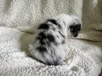 M1 Dusty, a male Cardigan Welsh Corgi and Pembroke Welsh Corgi for sale in Waynesburg, KY – 5 of 6