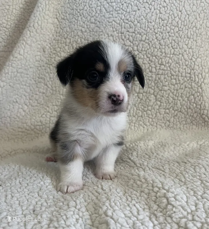 F5 Spice – Cardigan Welsh Corgi, Pembroke Welsh Corgi puppy for sale in Waynesburg, KY