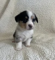F5 Spice, a female Cardigan Welsh Corgi and Pembroke Welsh Corgi for sale in Waynesburg, KY – 1 of 8