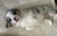 M1 Dusty, a male Cardigan Welsh Corgi and Pembroke Welsh Corgi for sale in Waynesburg, KY – 3 of 6