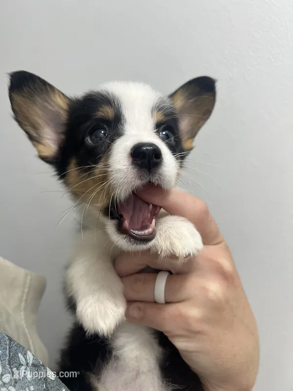 Baby – Cardigan Welsh Corgi, Pembroke Welsh Corgi puppy for sale in Waynesburg, KY