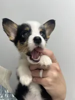 Baby, a female Cardigan Welsh Corgi and Pembroke Welsh Corgi for sale in Waynesburg, KY – 1 of 4