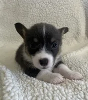 F2 Mel B, a female Cardigan Welsh Corgi and Pembroke Welsh Corgi for sale in Waynesburg, KY – 3 of 7