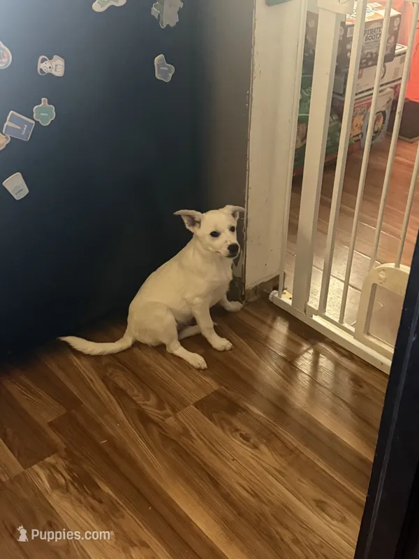 Floppsy tator – German Shepherd Dog, Siberian Husky puppy for sale in Ohioville, PA