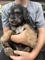 Ghosty, a male Dachshund for sale in Ohioville, PA – 2 of 2