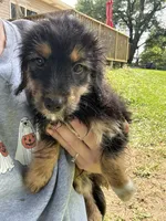 Jewl, a female Dachshund and Miniature Bernedoodle for sale in Ohioville, PA – 3 of 6