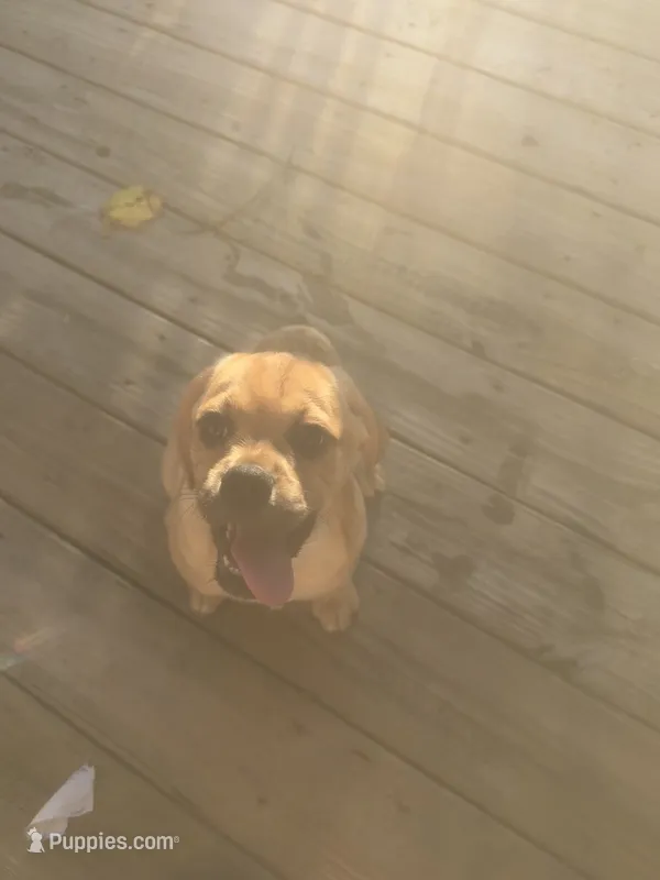 Pumpkin – Beagle, Pug puppy for sale in Ohioville, PA