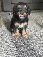 Ghosty, a male Miniature Dachshund for sale in Ohioville, PA – 7 of 7
