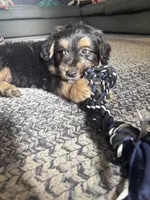 Ghosty, a male Miniature Dachshund for sale in Ohioville, PA – 6 of 7