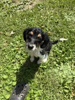 Homer, a male Beagle and Dachshund for sale in Ohioville, PA – 6 of 7