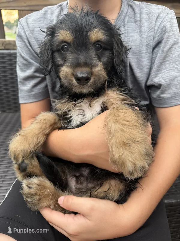 Ghosty – Dachshund puppy for sale in Ohioville, PA