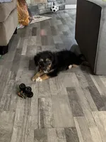 Jewl, a female Miniature Bernedoodle for sale in Ohioville, PA – 2 of 9