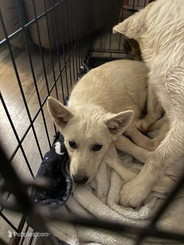 Zues – German Shepherd Dog puppy for sale in Ohioville, PA