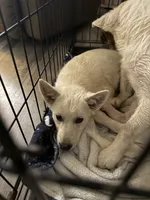 Zues, a male German Shepherd Dog for sale in Ohioville, PA – 1 of 3