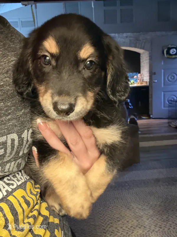 Salem – Dachshund puppy for sale in Ohioville, PA