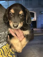 Salem, a male Dachshund for sale in Ohioville, PA – 1 of 2