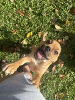 Drac , a male Beagle and Pug for sale in Ohioville, PA – 3 of 3