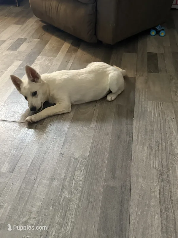 Zues – German Shepherd Dog, Siberian Husky puppy for sale in Ohioville, PA