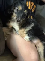 Jewl, a female Miniature Bernedoodle for sale in Ohioville, PA – 3 of 9