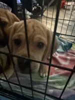 Vamp $50, a male Puggle for sale in Ohioville, PA – 2 of 3