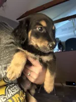 Salem, a male Dachshund for sale in Ohioville, PA – 2 of 2