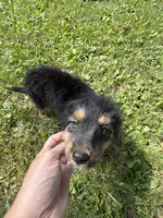 Jewl, a female Dachshund and Miniature Bernedoodle for sale in Ohioville, PA – 6 of 6