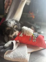 Pumpkin, a male Miniature Aussiedoodle for sale in Ohioville, PA – 5 of 6