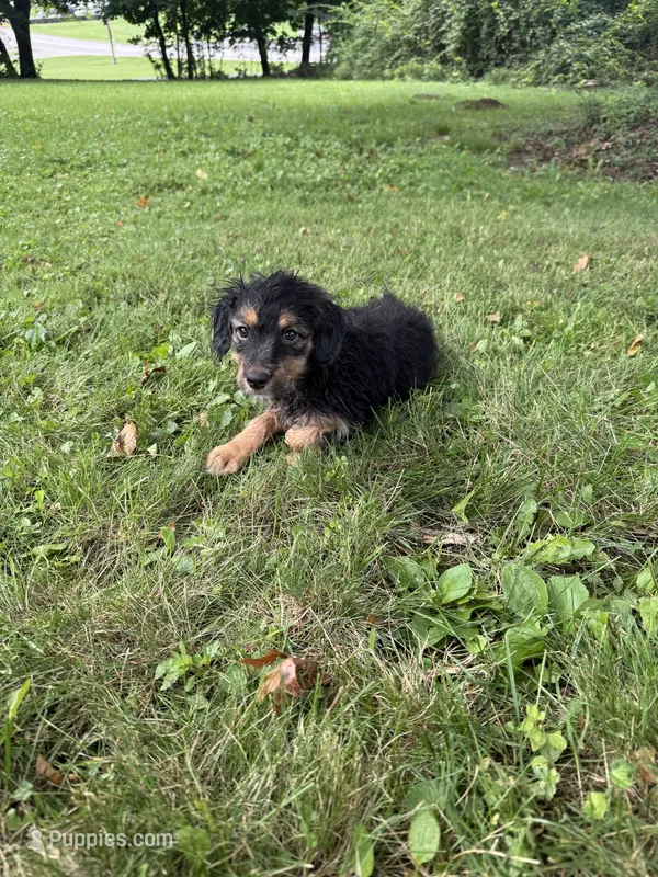 Jewl – Miniature Bernedoodle puppy for sale in Ohioville, PA