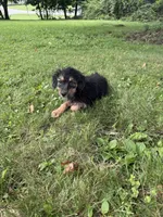 Jewl, a female Miniature Bernedoodle for sale in Ohioville, PA – 1 of 9