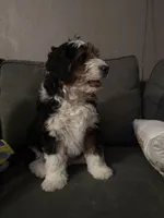 Gold, a male Cavapoo for sale in Ohioville, PA – Photo 8 of 9