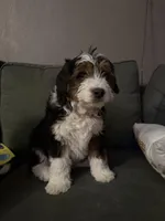 Gold, a male Cavapoo for sale in Ohioville, PA – Photo 7 of 9