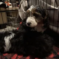 Gold, a male Cavapoo for sale in Ohioville, PA – Photo 5 of 9