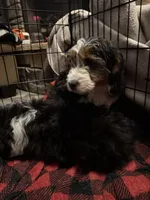 Gold, a male Cockapoo for sale in Ohioville, PA – Photo 2 of 3