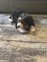 Gold, a male Cavapoo for sale in Ohioville, PA – Photo 2 of 9