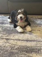 Gold, a male Cavapoo for sale in Ohioville, PA – Photo 1 of 9