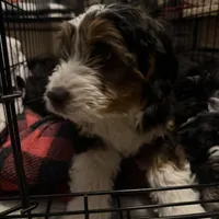 Gold, a male Cavapoo for sale in Ohioville, PA – Photo 6 of 9