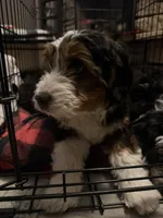 Gold, a male Cockapoo for sale in Ohioville, PA – Photo 3 of 3