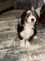 Gold, a male Cavapoo for sale in Ohioville, PA – Photo 3 of 9