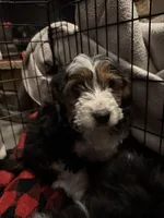 Gold, a male Cockapoo for sale in Ohioville, PA – Photo 1 of 3