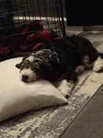 Gold, a male Cavapoo for sale in Ohioville, PA – Photo 9 of 9