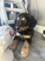Salem, a male Miniature Dachshund for sale in Ohioville, PA – 5 of 7
