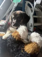 Carmel , a female Miniature Dachshund for sale in Ohioville, PA – 5 of 6