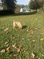 Pumpkin, a male Beagle and Pug for sale in Ohioville, PA – 5 of 7