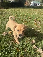 Pumpkin, a male Beagle and Pug for sale in Ohioville, PA – 4 of 7