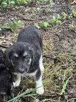 Carmel , a female Miniature Dachshund for sale in Ohioville, PA – 2 of 6