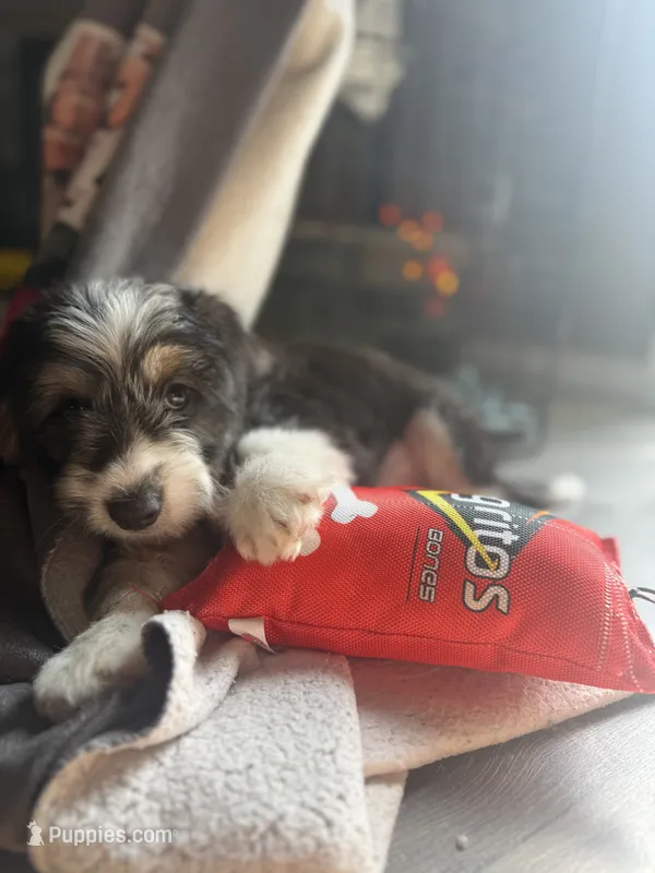 Pumpkin – Miniature Aussiedoodle puppy for sale in Ohioville, PA