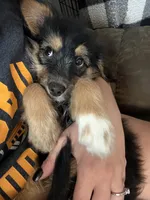 Jewl, a female Miniature Bernedoodle for sale in Ohioville, PA – 6 of 9