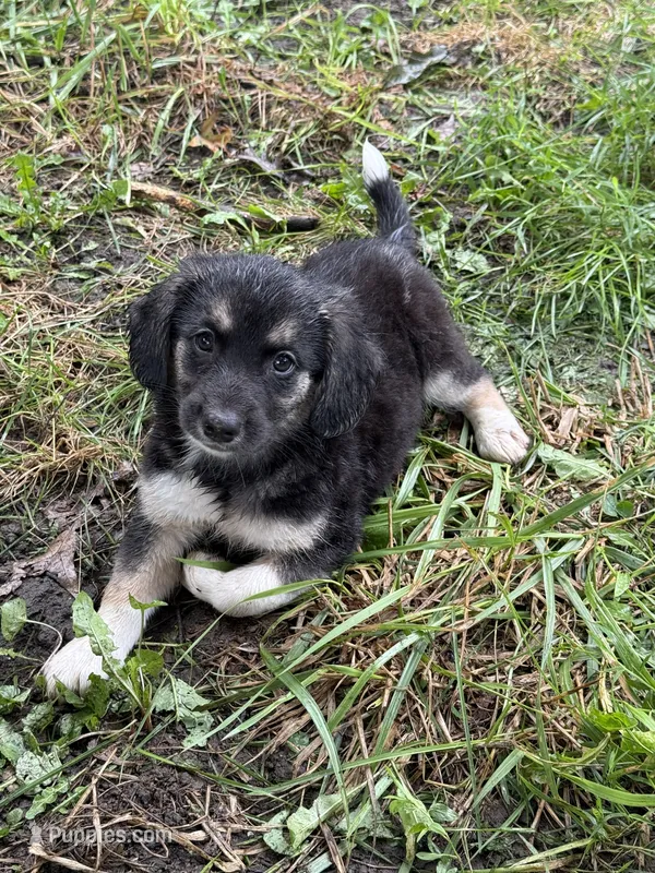 Carmel  – Miniature Dachshund puppy for sale in Ohioville, PA